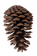 Image showing Pine cone 
