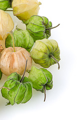 Image showing Physalis fruit 