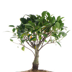 Image showing Chinese green bonsai tree