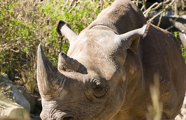 Image showing Rhinoceros