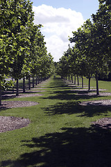 Image showing Row of Trees