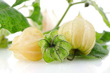 Image showing Physalis fruit 