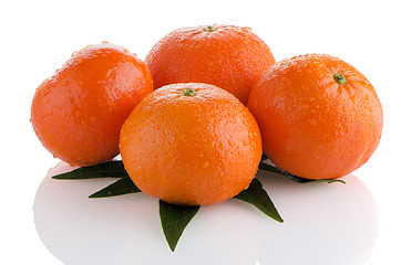 Image showing Tangerines