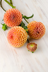 Image showing Orange dahlia flowers