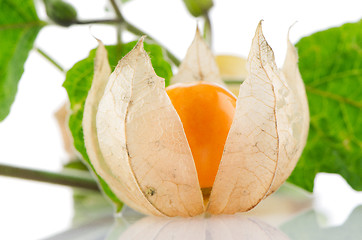 Image showing Physalis