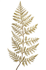 Image showing Christmas decorative golden leaves