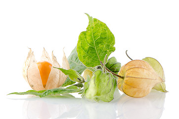 Image showing Physalis