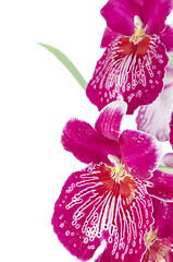 Image showing Pansy Orchid - Miltonia Lawless Falls 