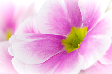 Image showing Closeup of pink primrose flowers