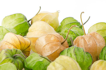 Image showing Physalis fruit 