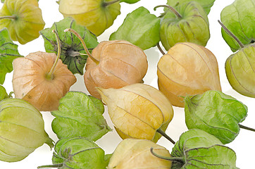 Image showing Physalis fruit 