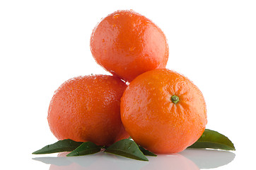 Image showing Tangerines