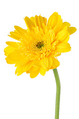 Image showing Yellow gerbera daisy flower