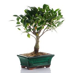 Image showing Chinese green bonsai tree