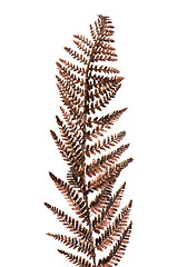 Image showing Christmas decorative Brown fern leaf