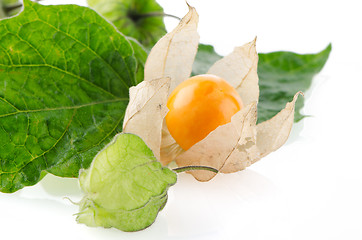 Image showing Physalis