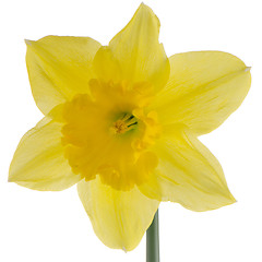 Image showing Jonquil flower