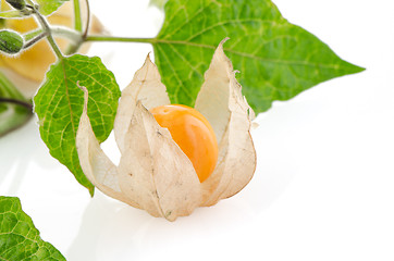 Image showing Physalis