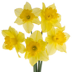 Image showing Jonquil flowers