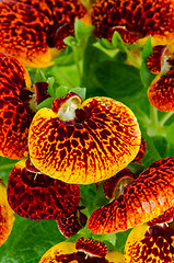 Image showing Closeup of yellow and red calceolarua flowers