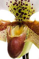 Image showing Close up of orchid (Paphiopedilum Maudiae) 
