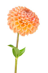 Image showing Orange dahlia flower