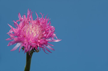 Image showing Flower and sky