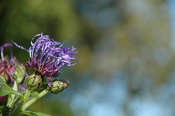 Image showing Flower and trees