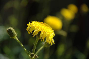 Image showing Yellow flowers