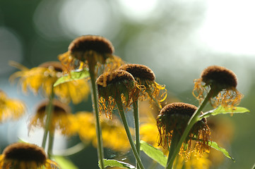 Image showing Sunflowers in focus and blur