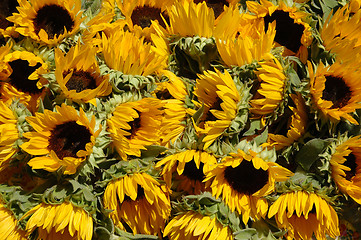 Image showing Sunflowers