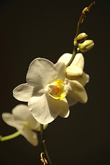 Image showing Orkide