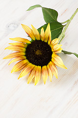 Image showing Sunflower flower