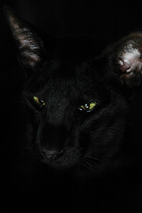 Image showing Black cat