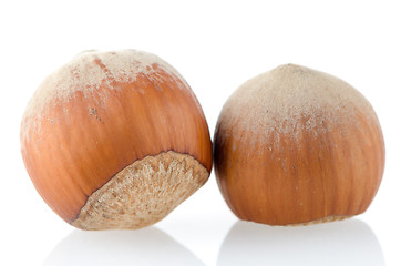 Image showing Two hazelnuts