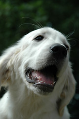 Image showing Young white dog