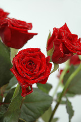 Image showing Roses and water drops