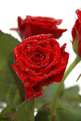 Image showing Water drops and roses