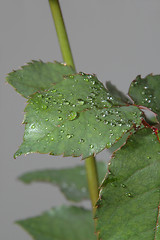 Image showing Rose leafs