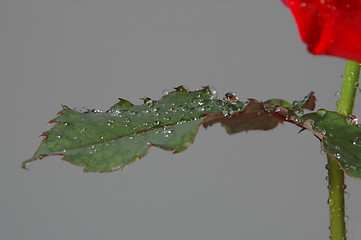 Image showing Water drops and rose