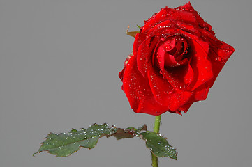 Image showing Rose and waterdrops