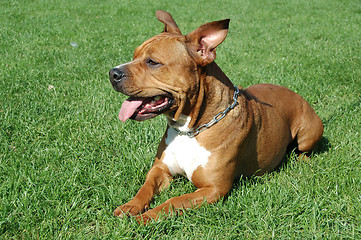 Image showing Dog on grass