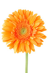 Image showing Orange gerbera daisy flower