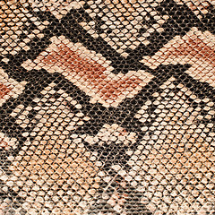 Image showing Snake skin background 