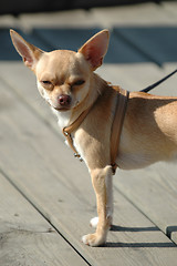 Image showing Small dog, big ears