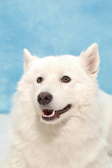 Image showing White dog on blue background