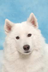 Image showing White dog