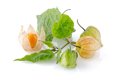 Image showing Physalis