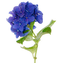 Image showing Lacecap Hydrangea 