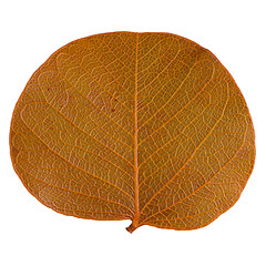 Image showing Autumn leaf